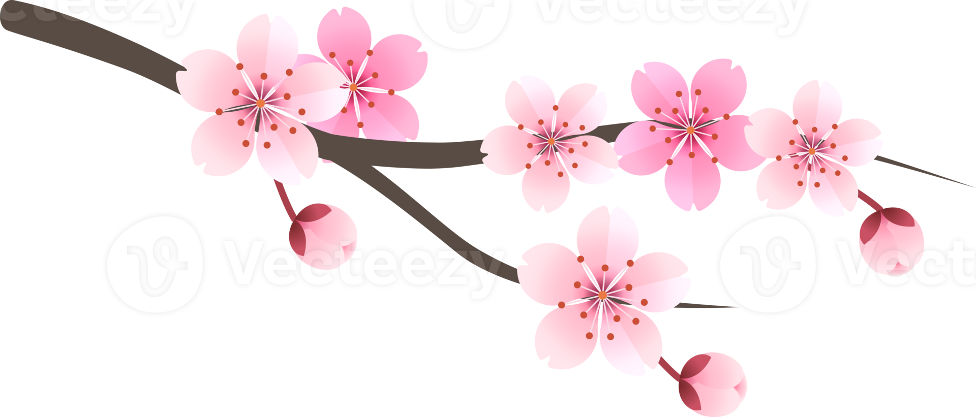 Sakura-Kirschblütenblume png