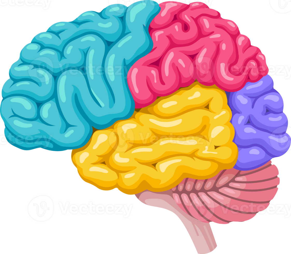 icono del símbolo del cerebro humano png