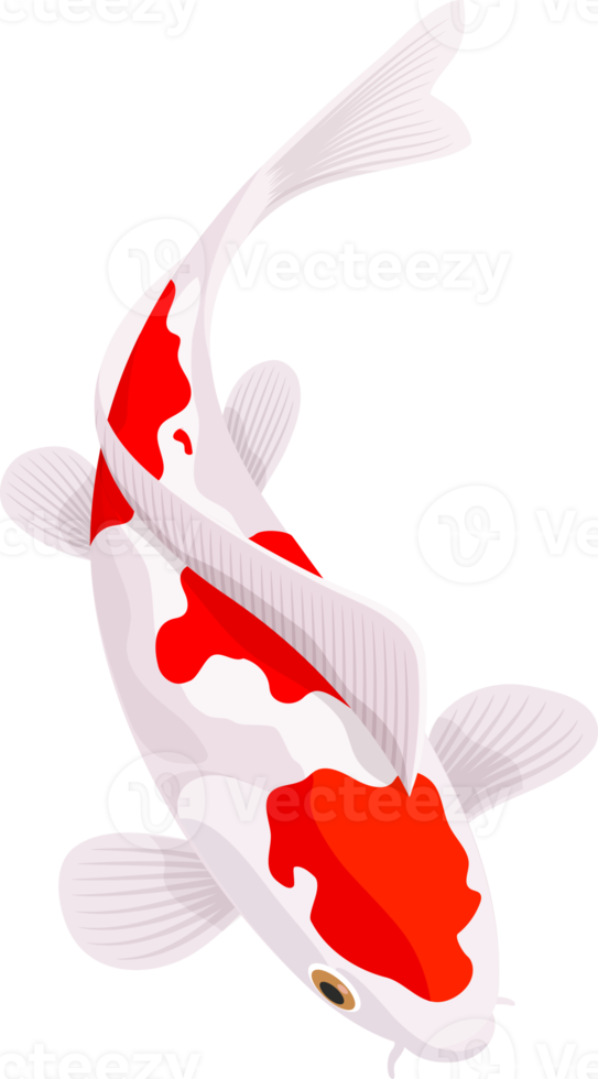 Koi carp fish png