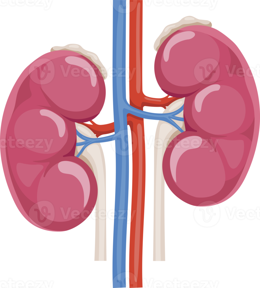 Kidney symbol icon png