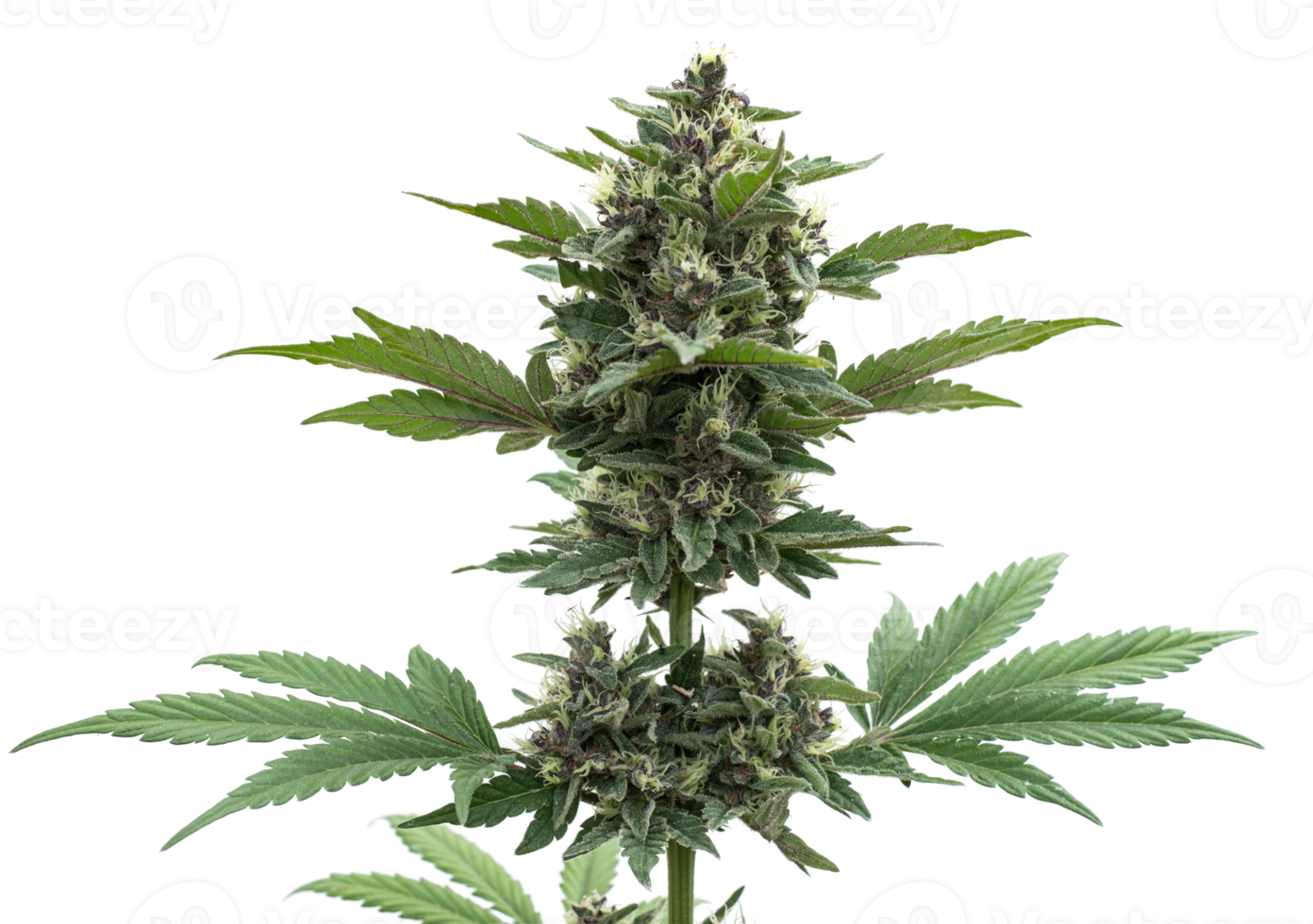 Cannabisbaum blaue Traumrasse Marihuana wächst png