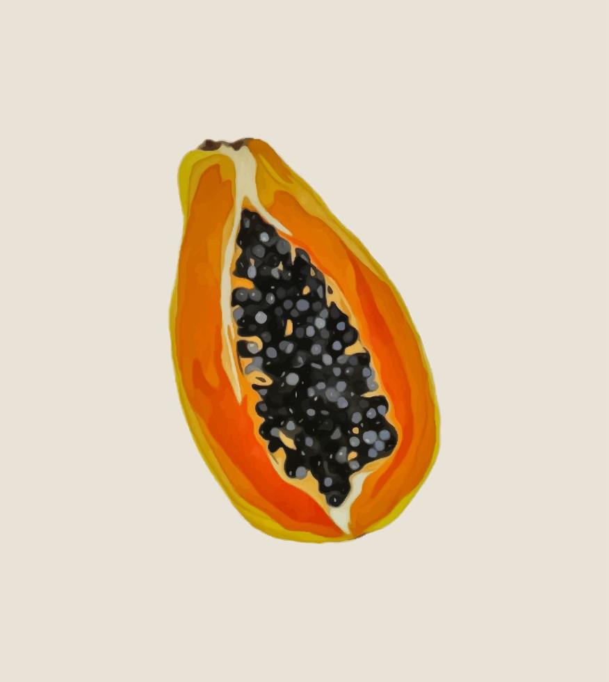 Ripe papaya with seeds. Vector illustration.