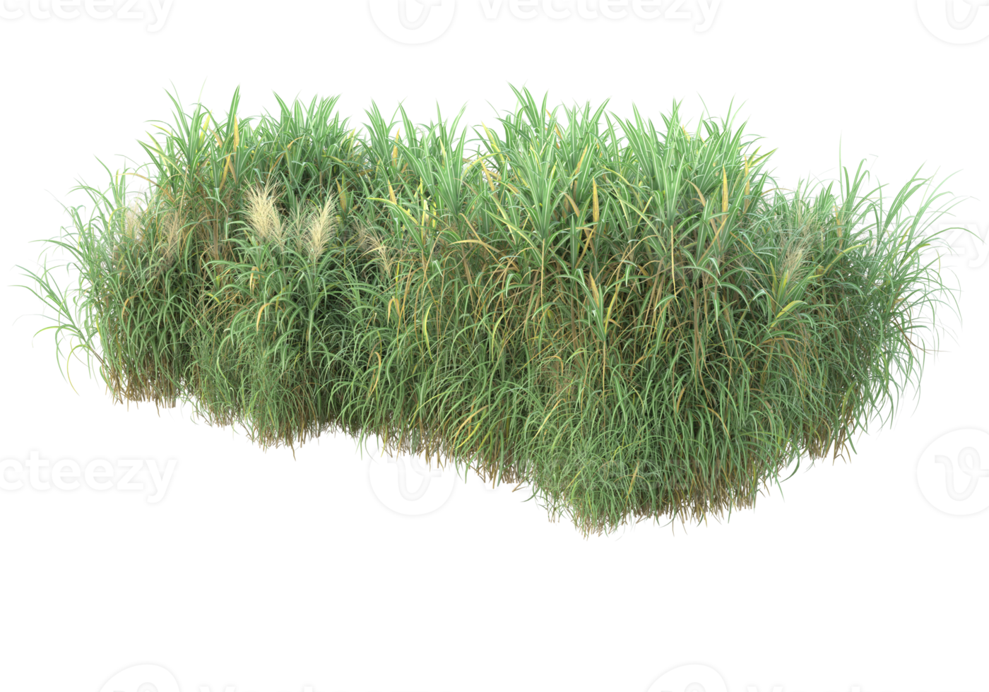 Realistic foliage isolated on transparent background. 3d rendering - illustration png