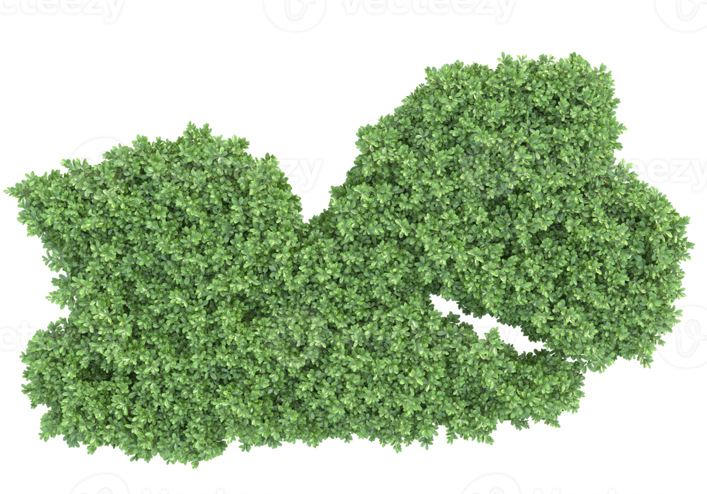 Realistic foliage isolated on transparent background. 3d rendering - illustration png
