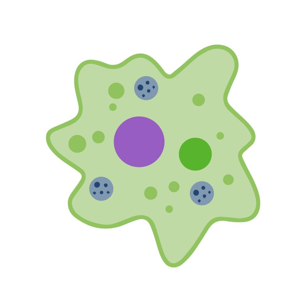 Amoeba cell. Small unicellular animal. Virus and bacteria. Education and science. Flat cartoon illustration vector