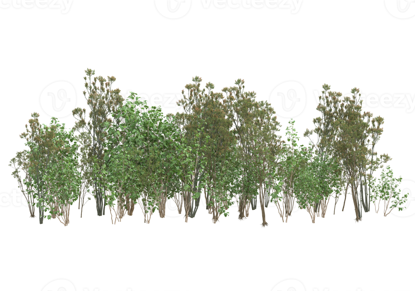 Realistic foliage isolated on transparent background. 3d rendering - illustration png