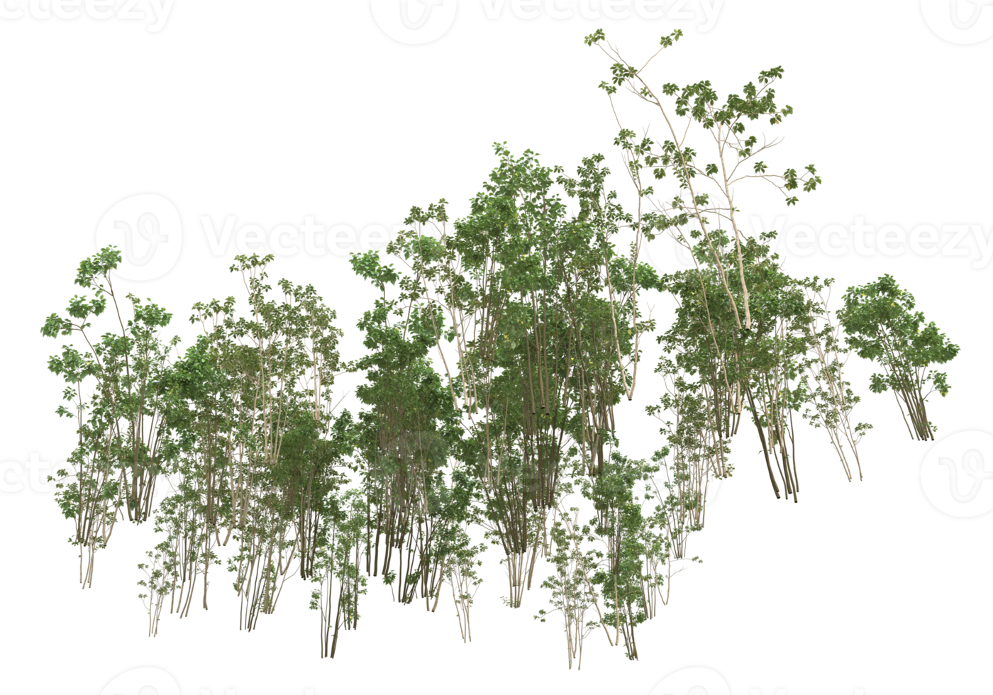 Realistic foliage isolated on transparent background. 3d rendering - illustration png