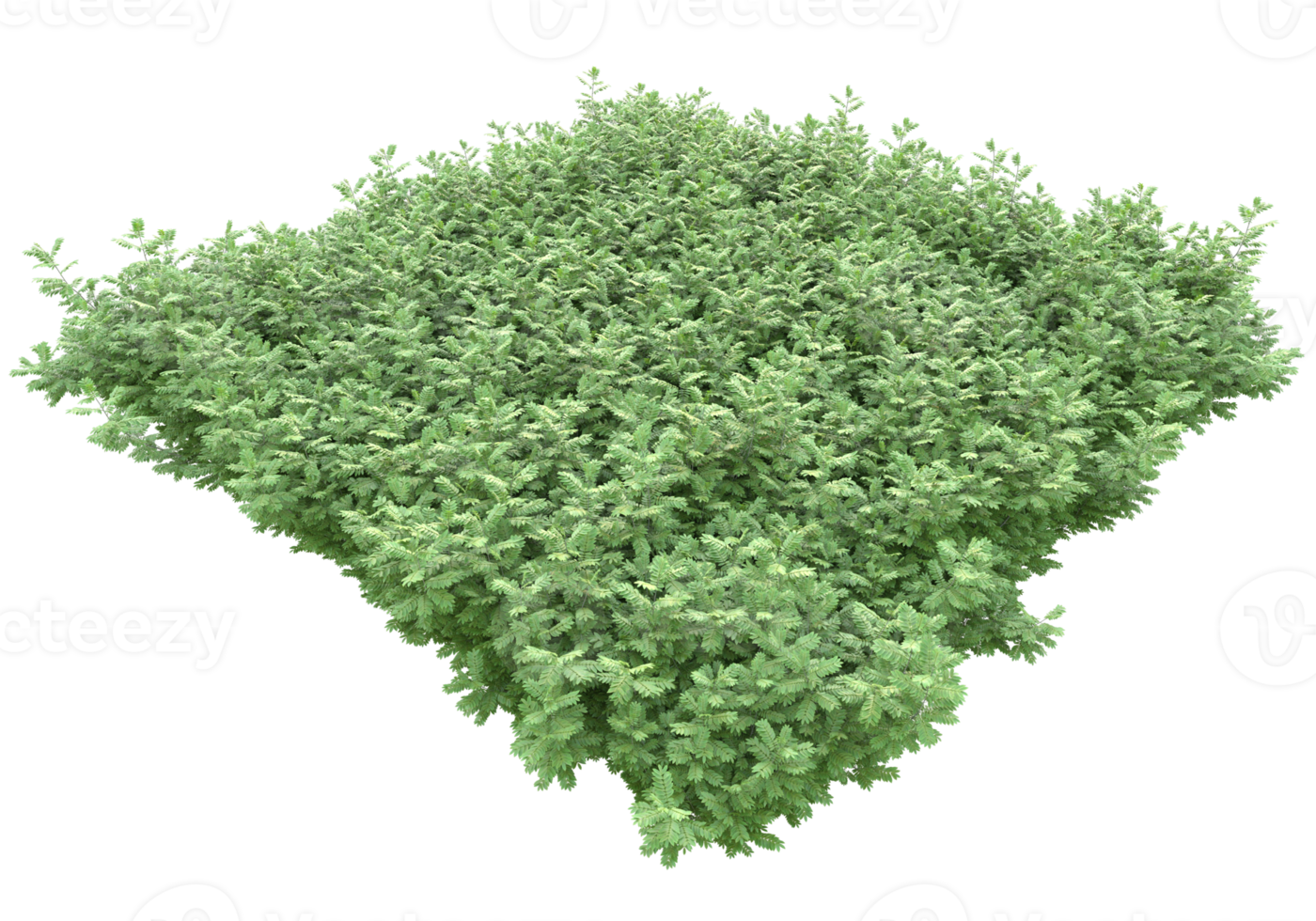 Realistic foliage isolated on transparent background. 3d rendering - illustration png