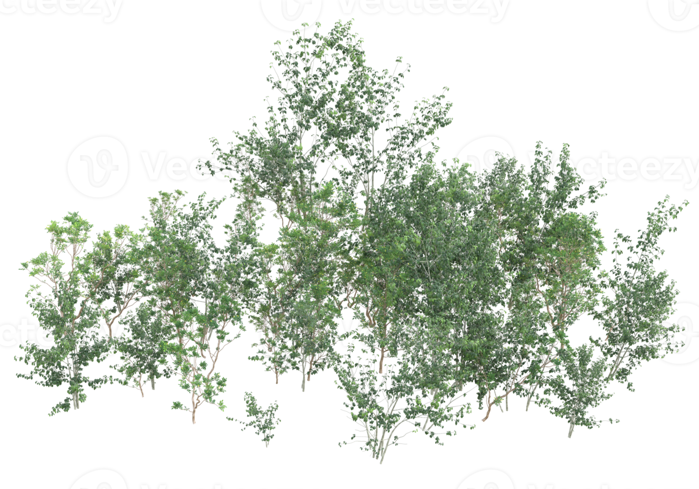 Realistic foliage isolated on transparent background. 3d rendering - illustration png