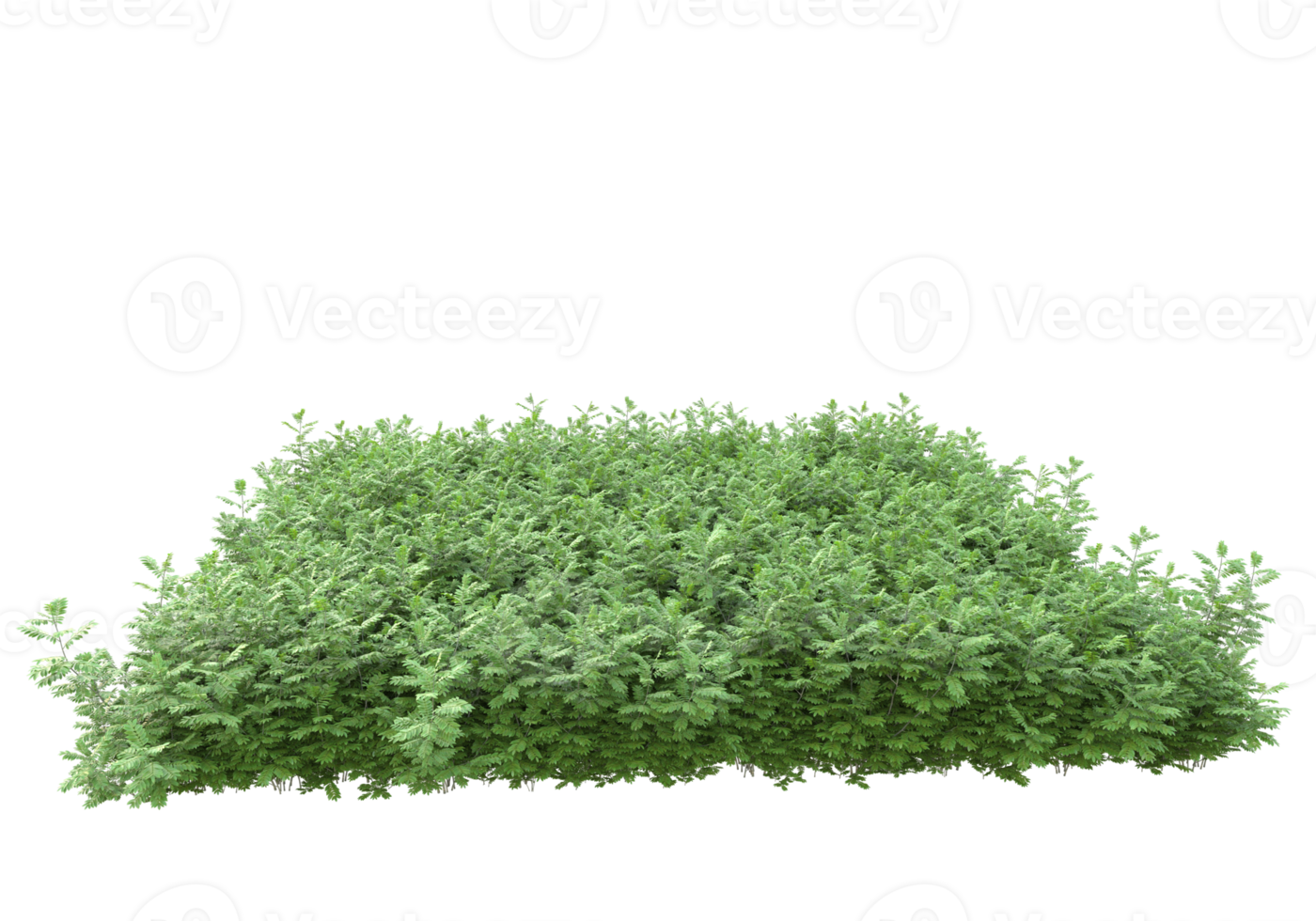 Realistic foliage isolated on transparent background. 3d rendering - illustration png