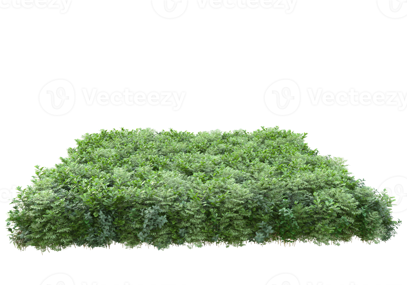 Realistic foliage isolated on transparent background. 3d rendering - illustration png