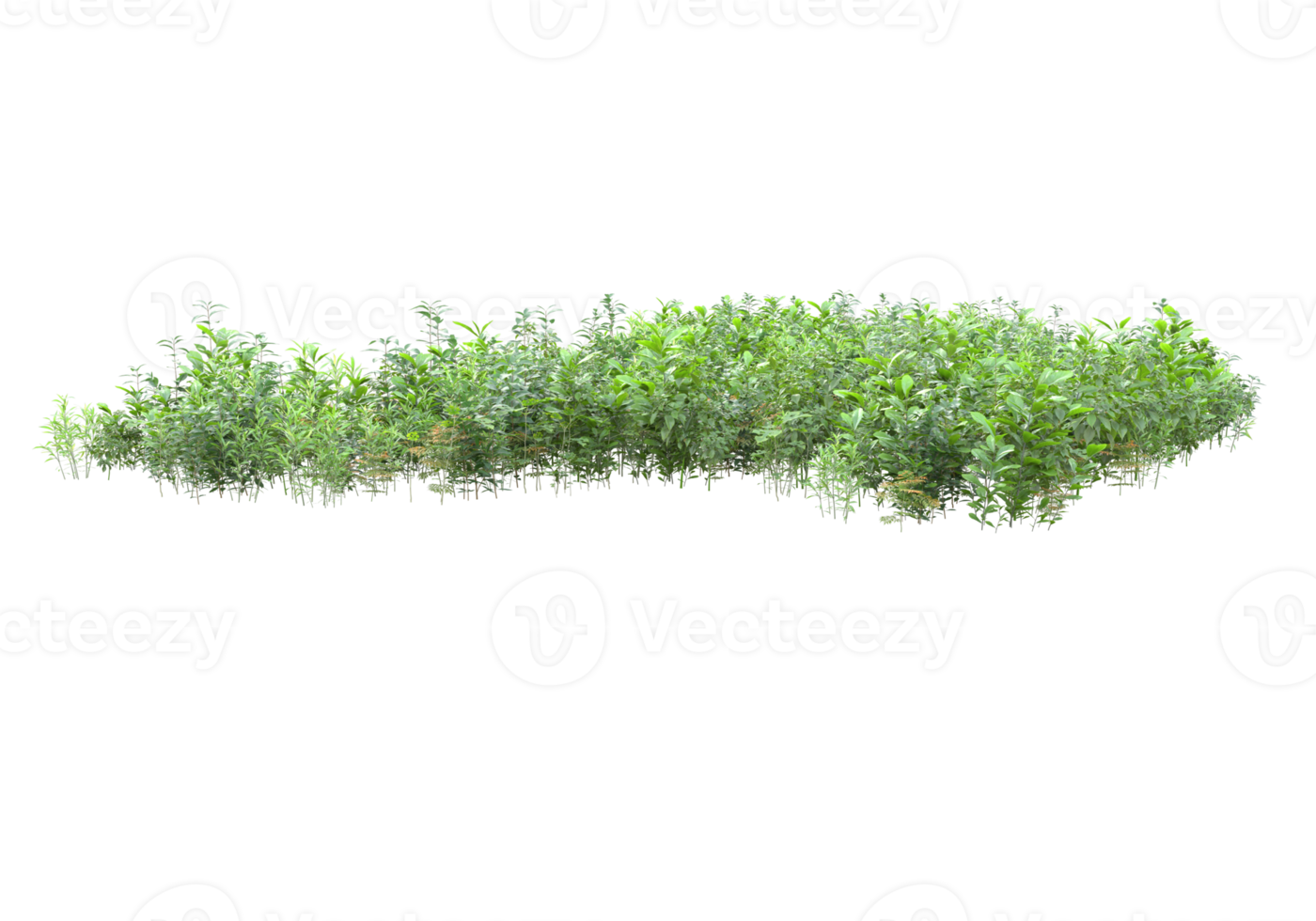 Realistic foliage isolated on transparent background. 3d rendering - illustration png
