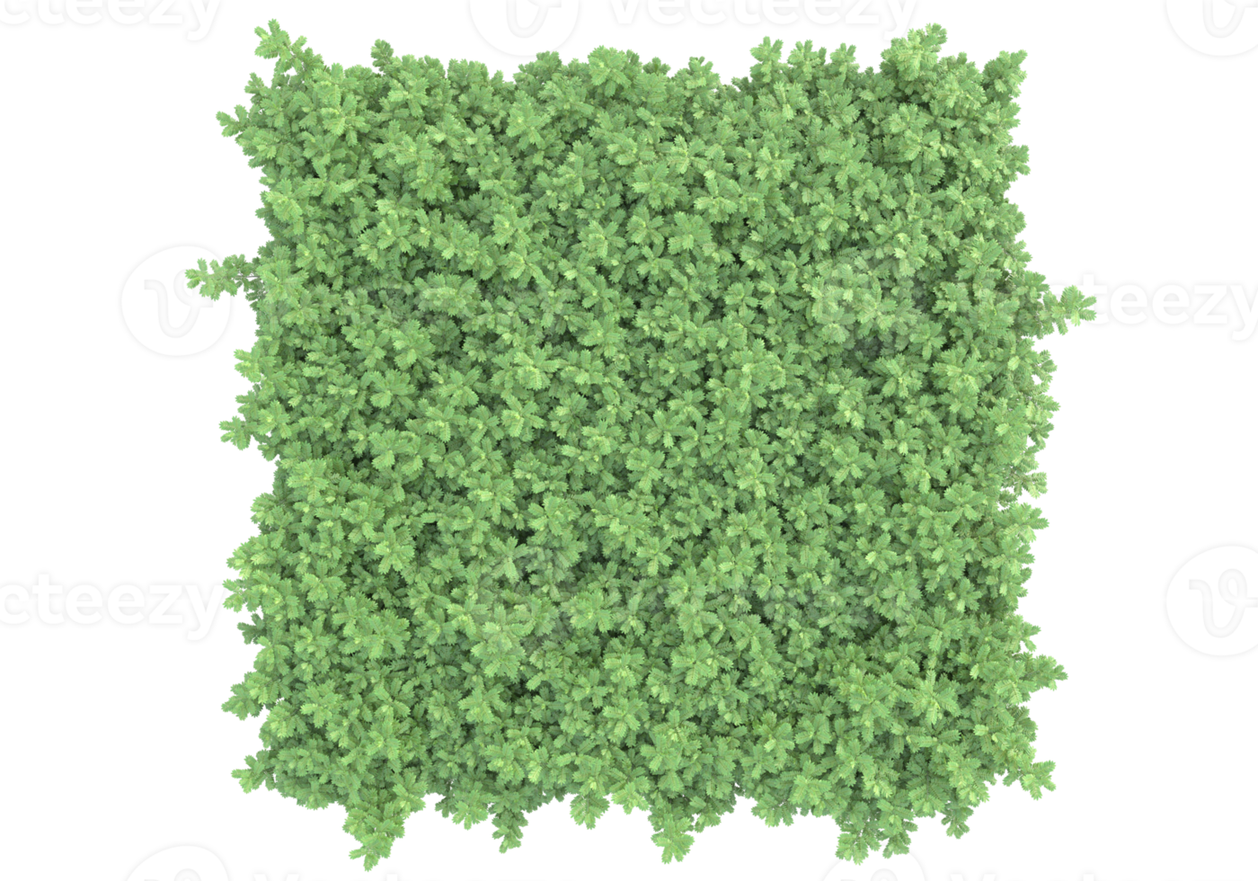 Realistic foliage isolated on transparent background. 3d rendering - illustration png