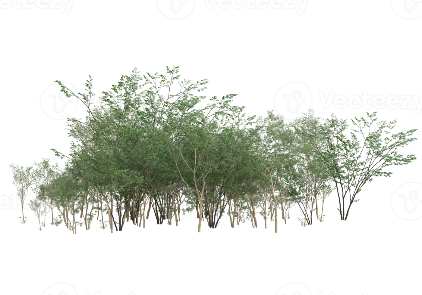 Realistic foliage isolated on transparent background. 3d rendering - illustration png