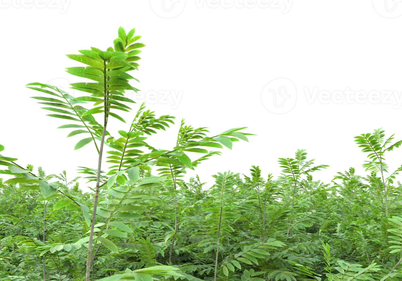 Realistic foliage isolated on transparent background. 3d rendering - illustration png