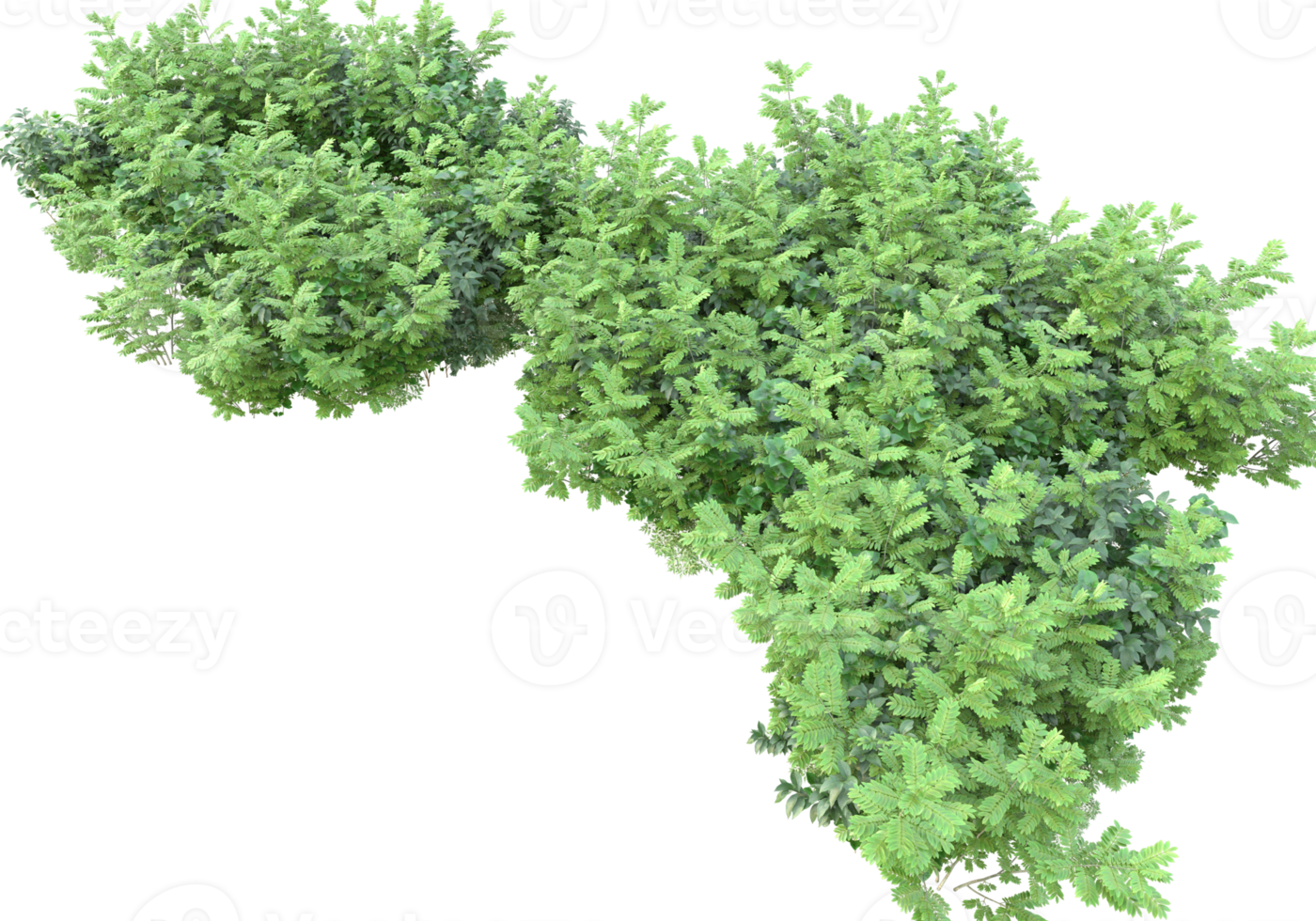 Realistic foliage isolated on transparent background. 3d rendering - illustration png