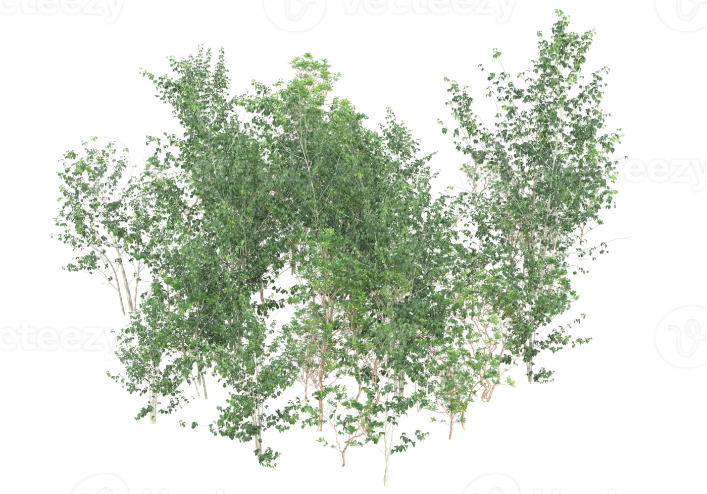 Realistic foliage isolated on transparent background. 3d rendering - illustration png