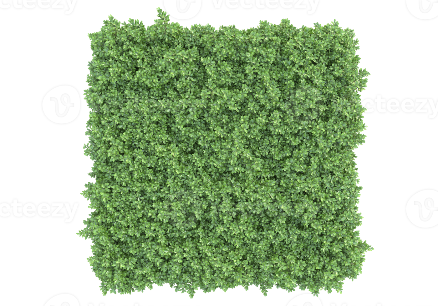 Realistic foliage isolated on transparent background. 3d rendering - illustration png