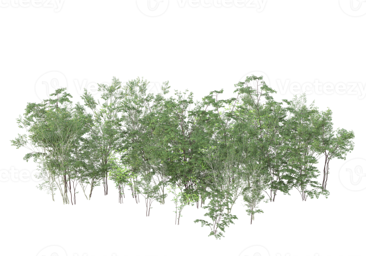Realistic foliage isolated on transparent background. 3d rendering - illustration png