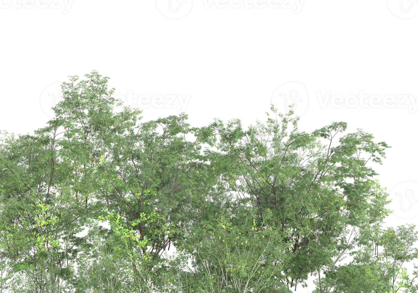 Realistic foliage isolated on transparent background. 3d rendering - illustration png