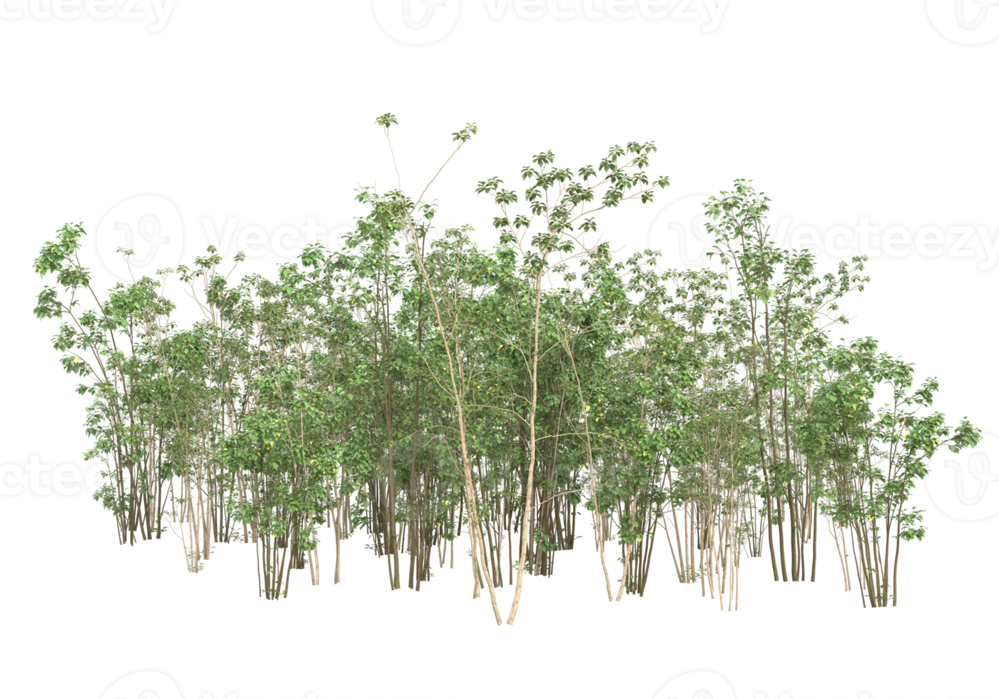 realistisk lövverk isolerat på transparent bakgrund. 3d tolkning - illustration png