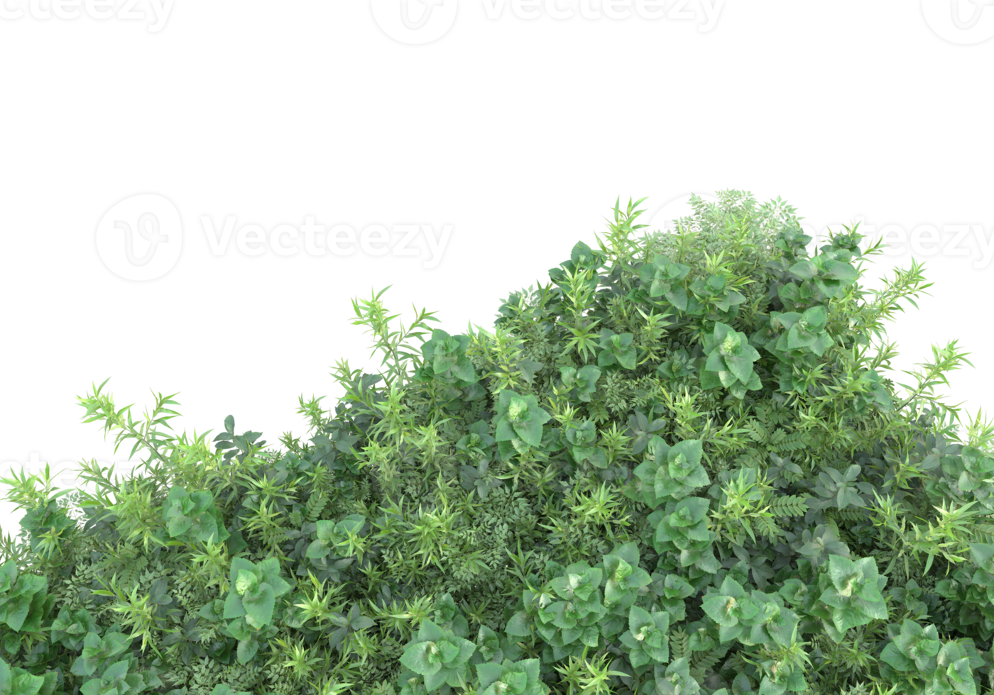 Realistic foliage isolated on transparent background. 3d rendering - illustration png