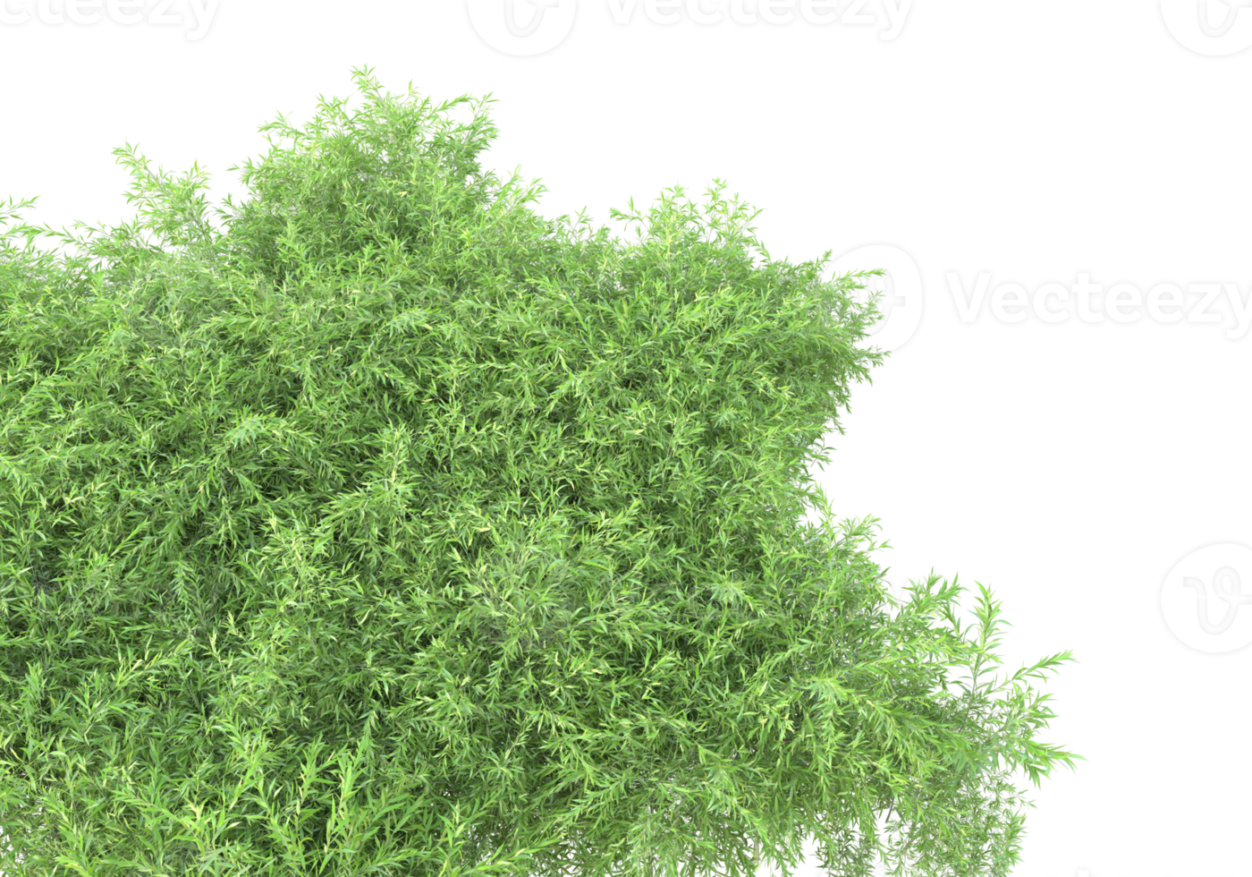 Realistic foliage isolated on transparent background. 3d rendering - illustration png