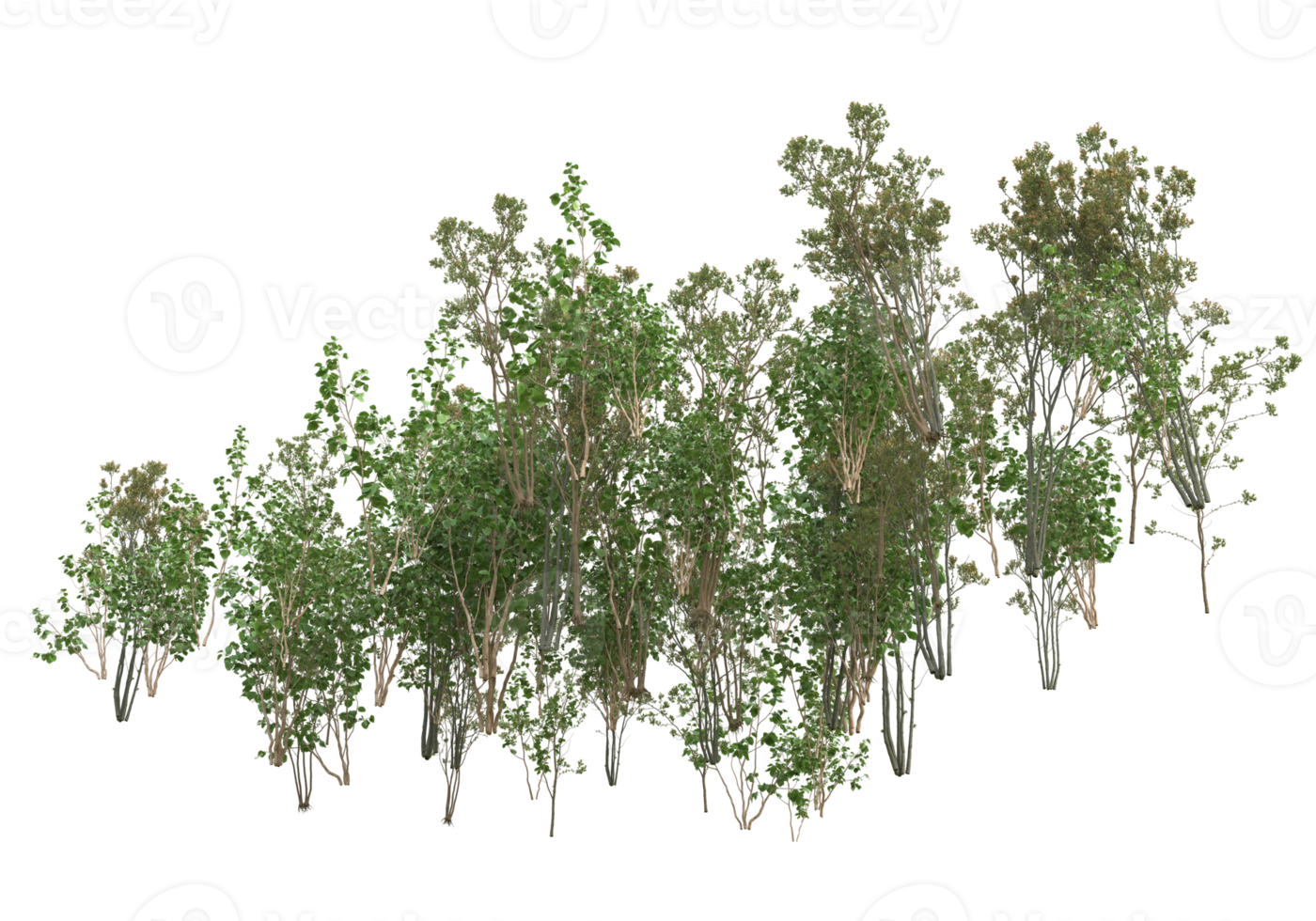 Realistic foliage isolated on transparent background. 3d rendering - illustration png