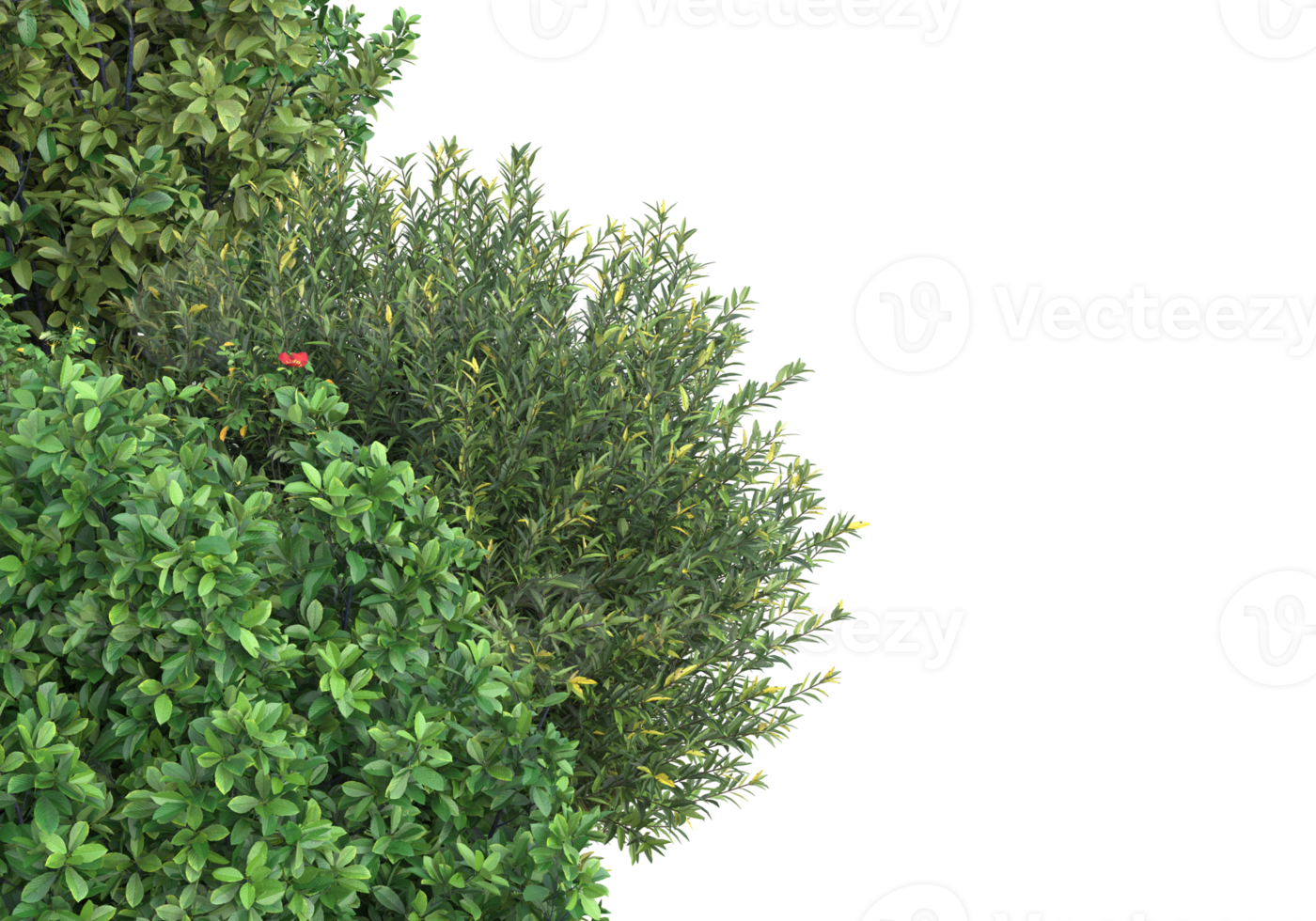Realistic foliage isolated on transparent background. 3d rendering - illustration png