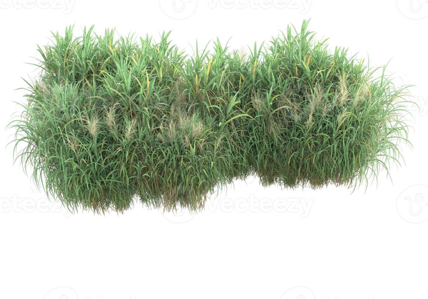 Realistic foliage isolated on transparent background. 3d rendering - illustration png