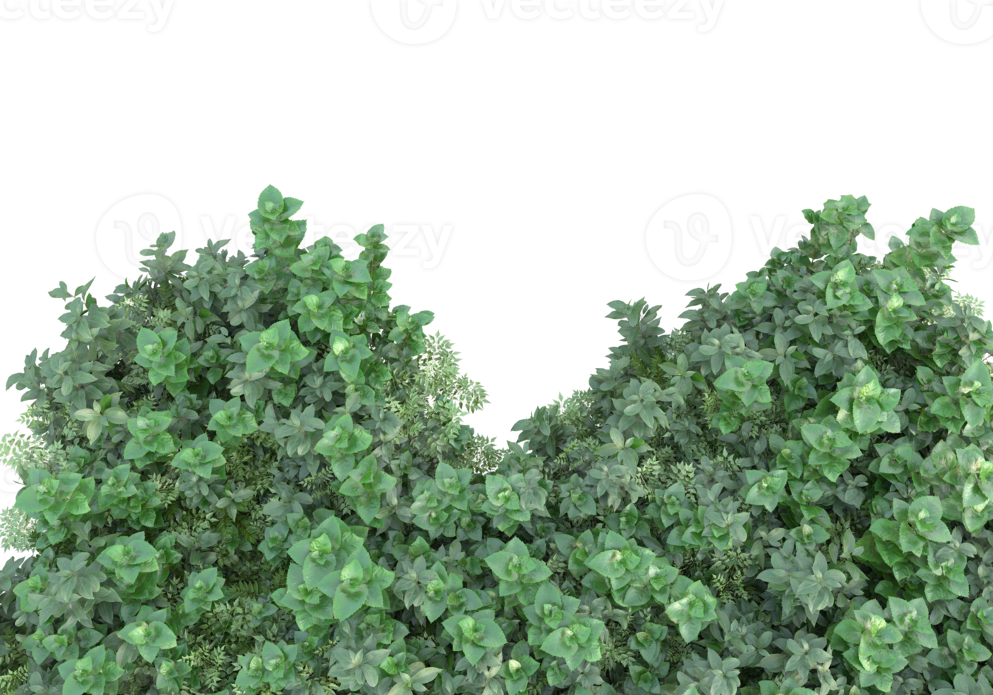 Realistic foliage isolated on transparent background. 3d rendering - illustration png