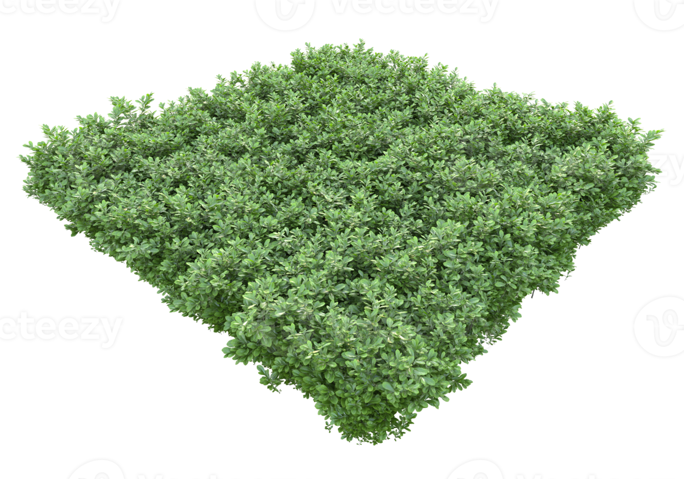 Realistic foliage isolated on transparent background. 3d rendering - illustration png