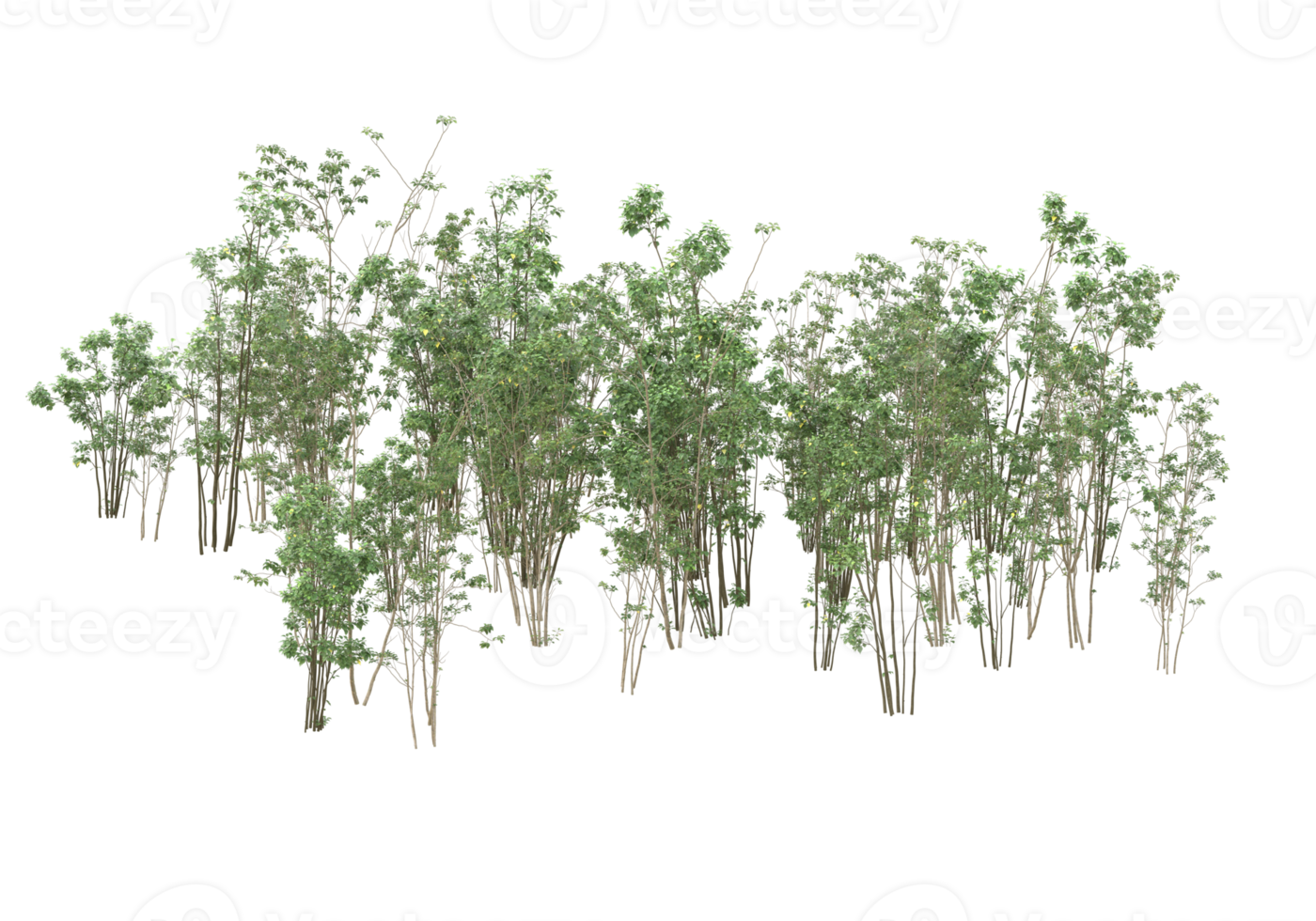 Realistic foliage isolated on transparent background. 3d rendering - illustration png