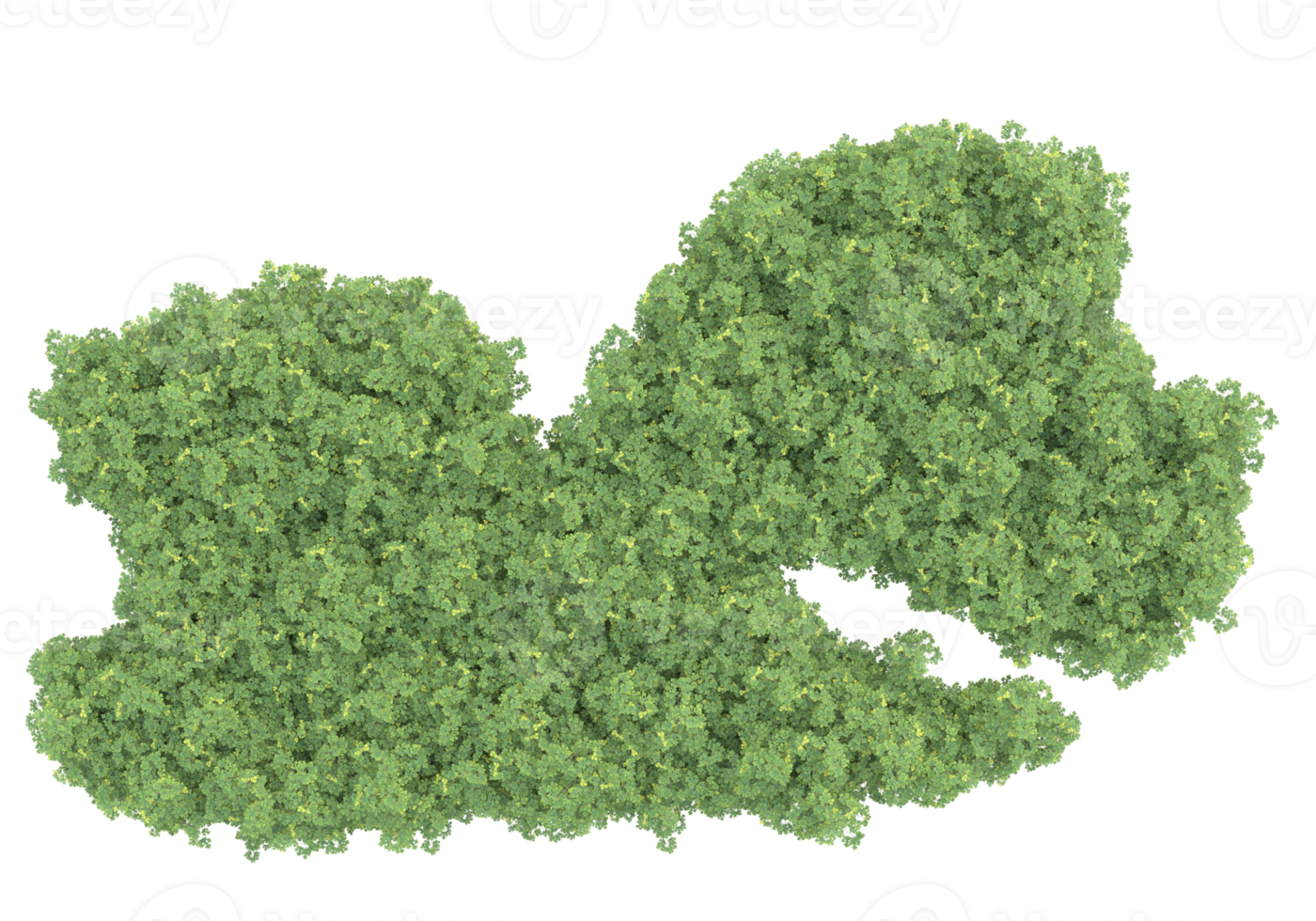 Realistic foliage isolated on transparent background. 3d rendering - illustration png