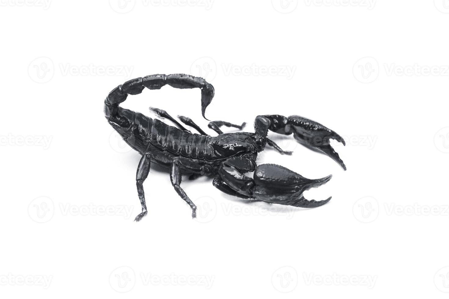 Emperor Scorpion, Pandinus imperator isolated on white background. Insect.poisonous sting at the end of its jointed tail, which it can hold curved over the back. photo