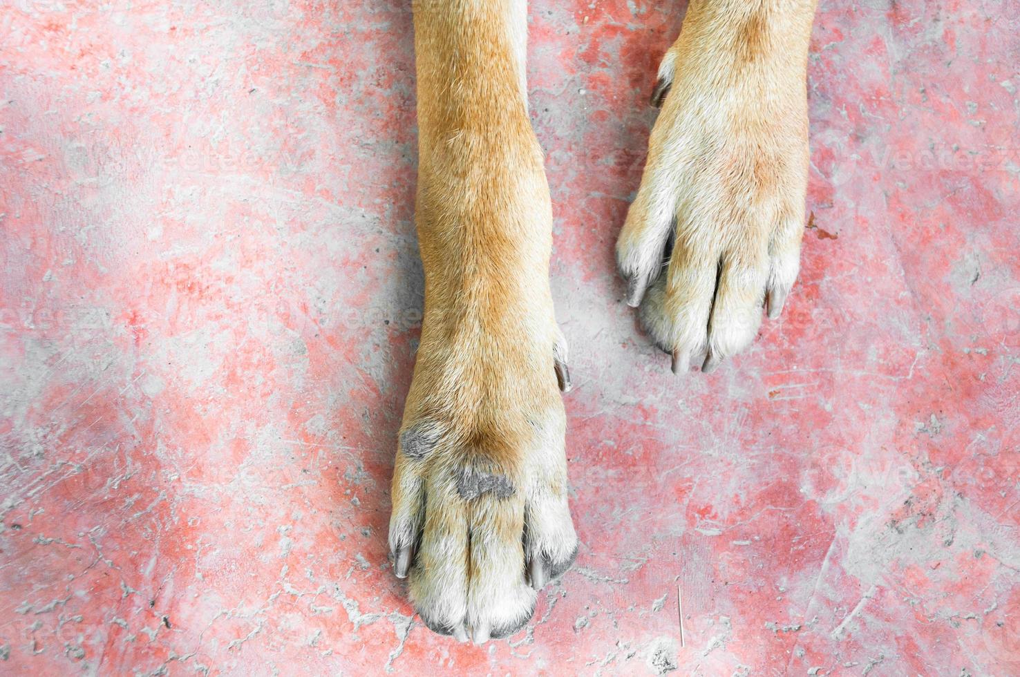 dog foot on the floor photo