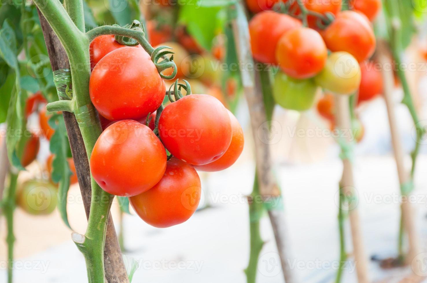 tomates cherry frescos en el jardín, enfoque selectivo de tomates vegetales foto