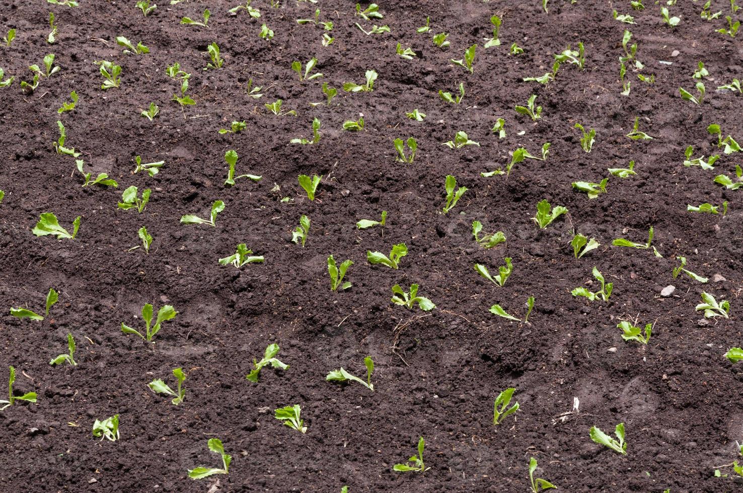 ensalada fresca verde orgánico granja jardín crecimiento joven ensalada la verdura foto