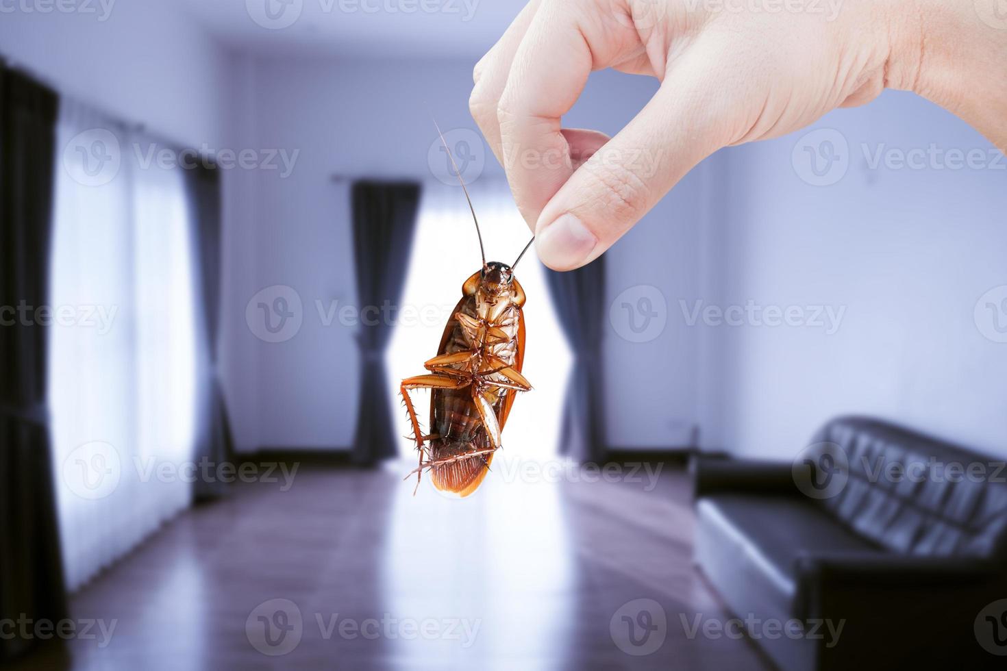 mano sujetando la cucaracha en la habitación en el fondo de la casa, eliminar la cucaracha en la casa de la habitación, las cucarachas como portadoras de enfermedades foto