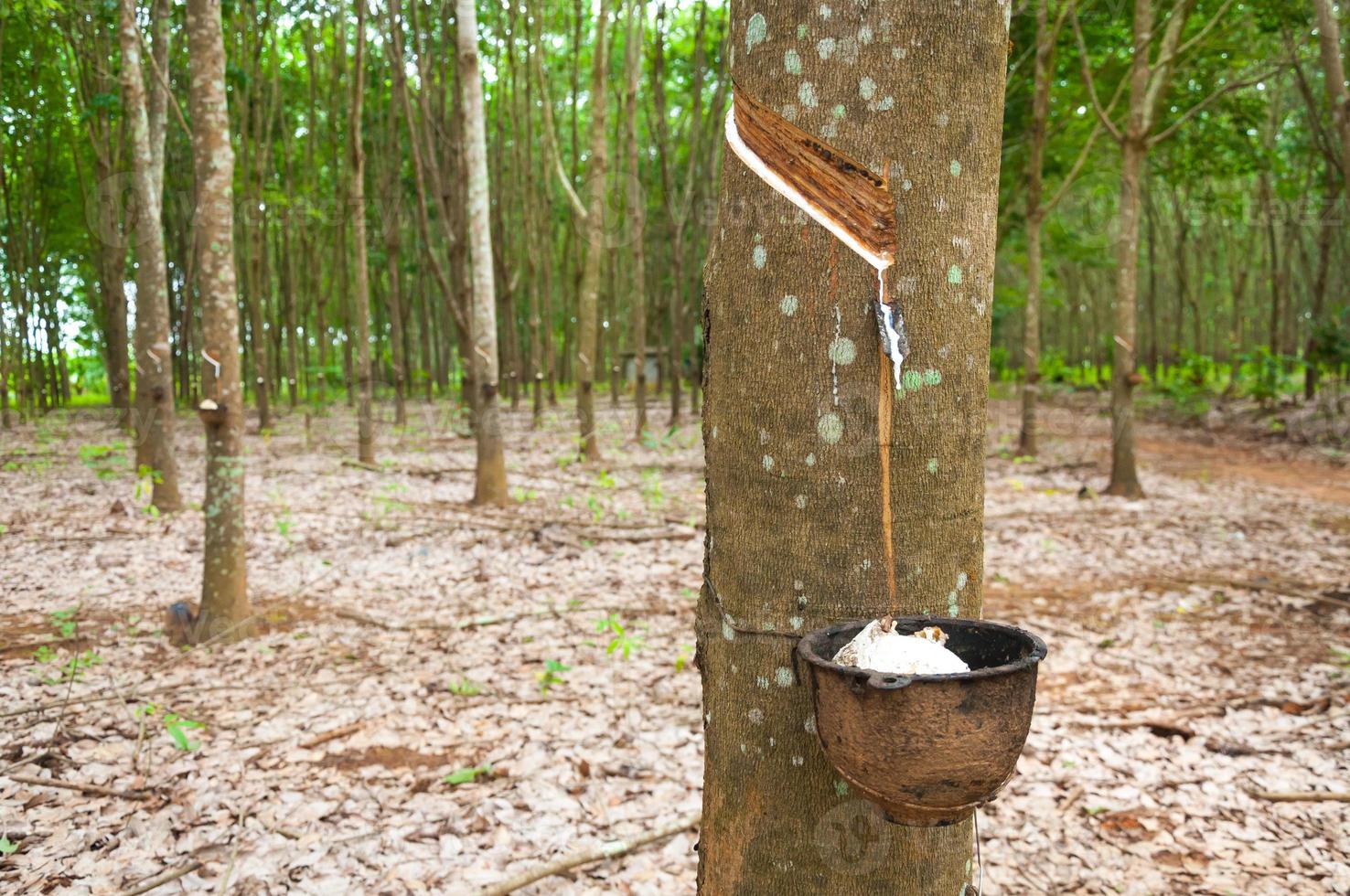 Rubber tree and bowl filled with latex.Natural latex dripping from a rubber tree at a rubber tree plantation photo