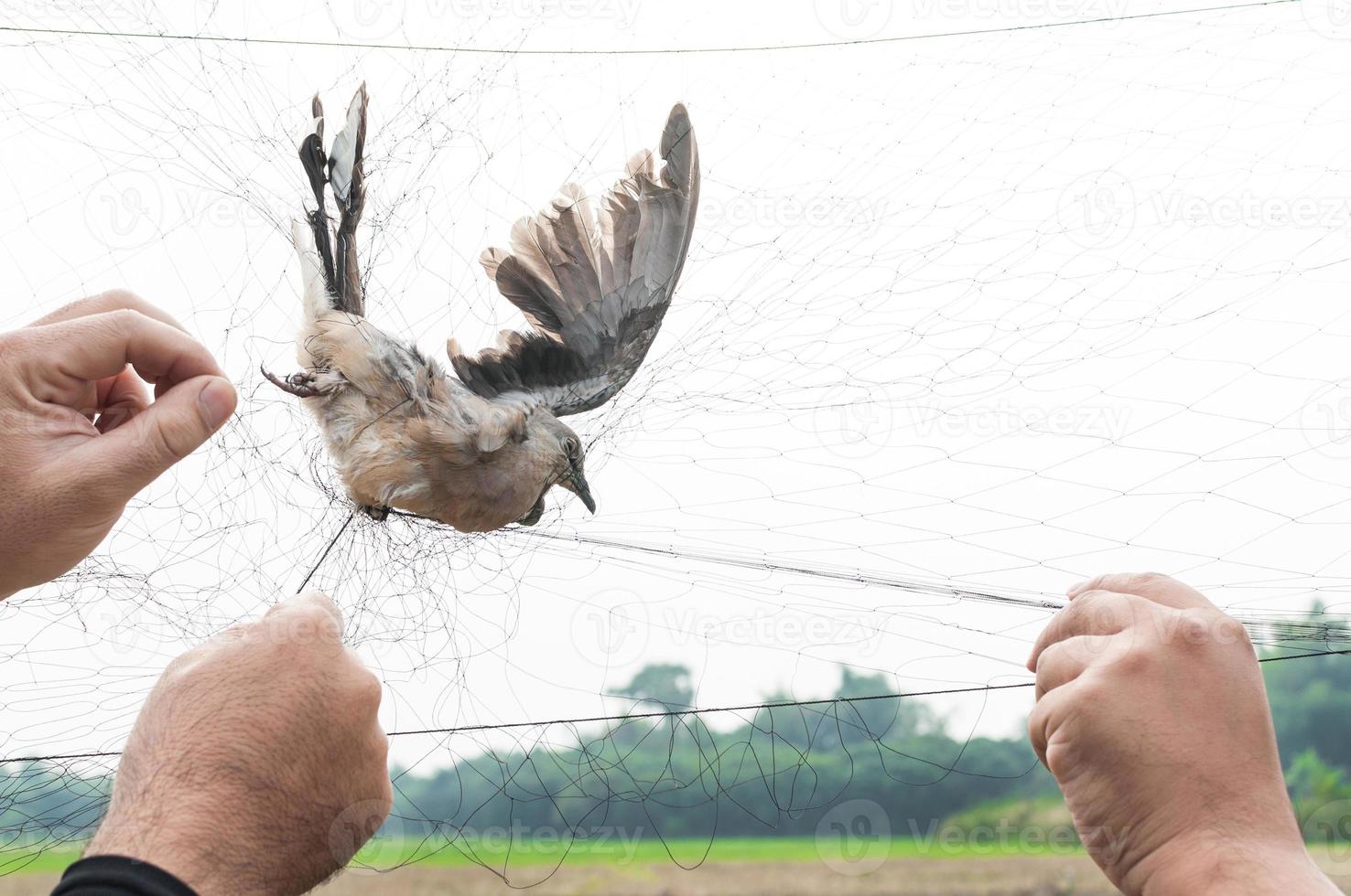 el pájaro fue atrapado por la mano del jardinero sosteniendo una malla sobre fondo blanco, trampa ilegal para pájaros foto