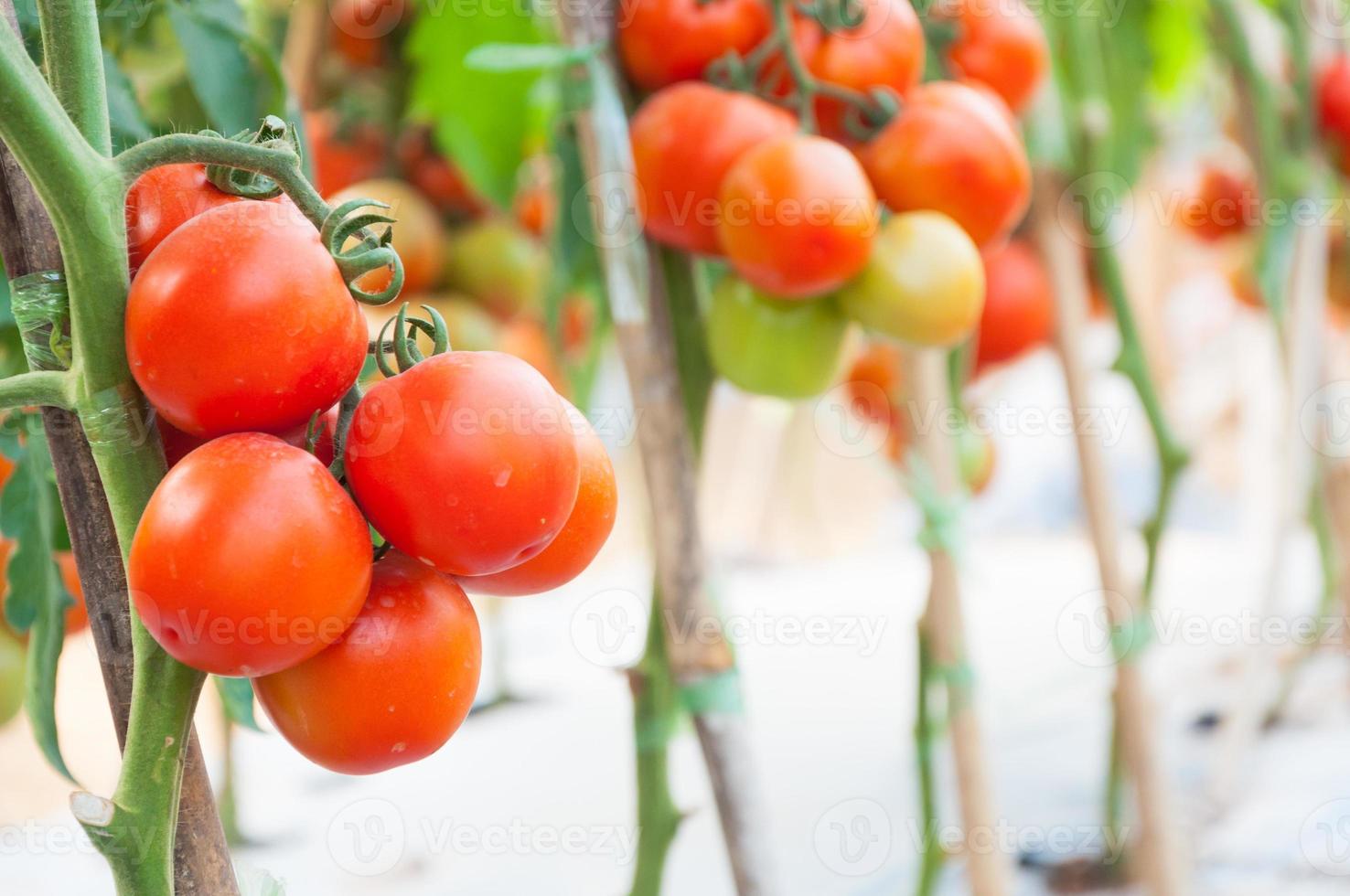 tomates cherry frescos en el jardín, enfoque selectivo de tomates vegetales foto