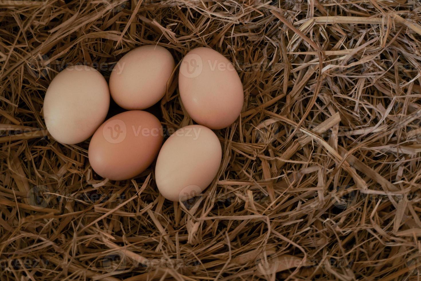 Fresh chicken eggs with nest,A pile of brown eggs in a nest at farm photo