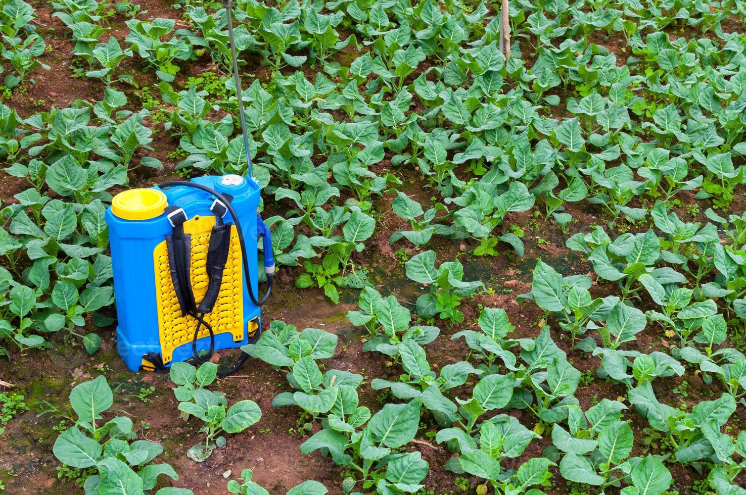 Spraying Fertilizer. Hand-pumped sprayer, Using pesticides on the garden. Spraying of vegetable plots photo