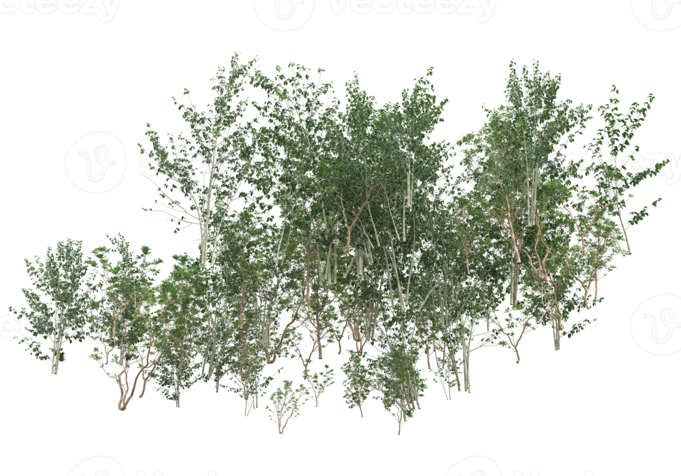 Realistic foliage isolated on transparent background. 3d rendering - illustration png