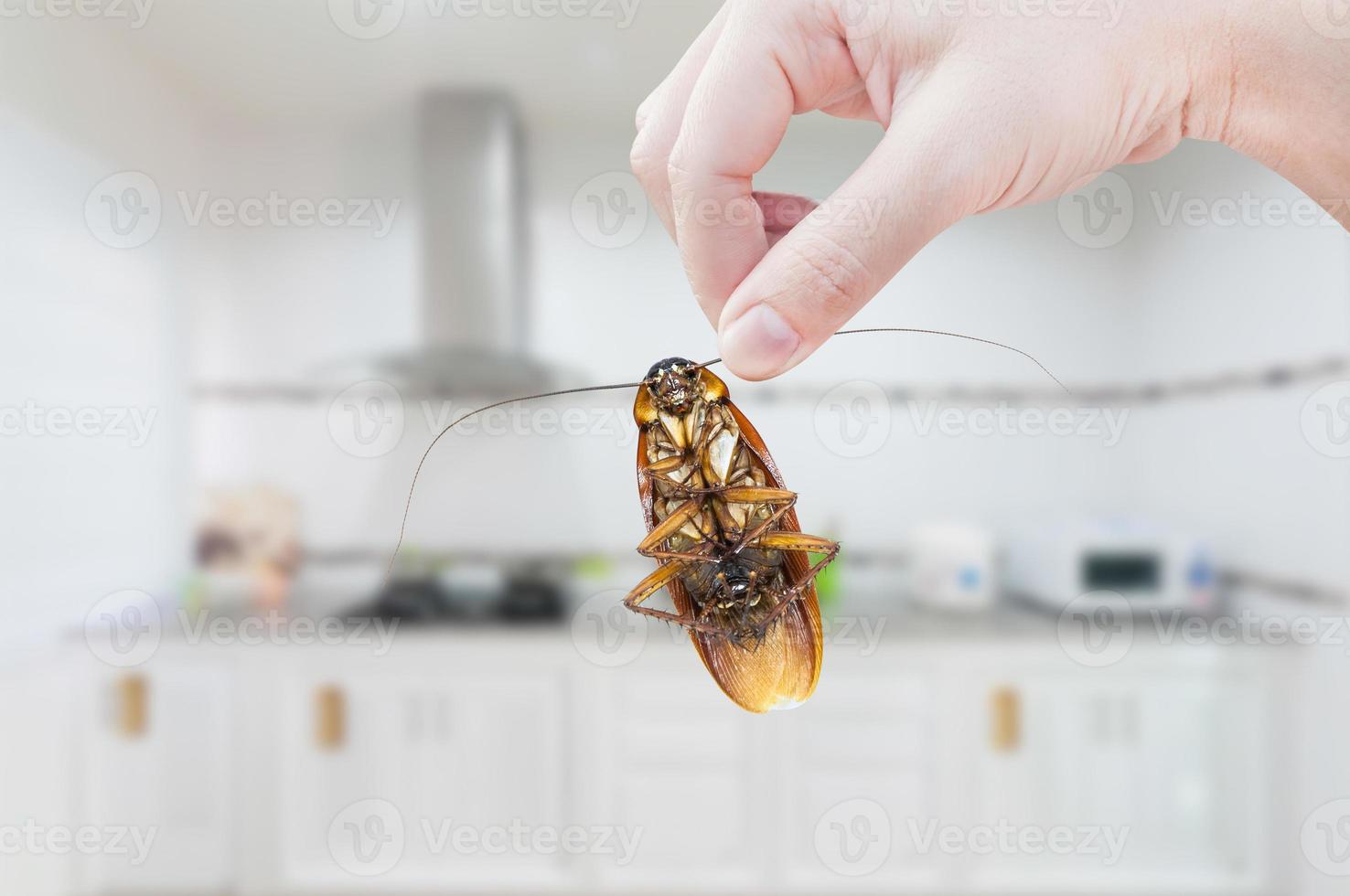 Woman's Hand holding cockroach on kitchen background, eliminate cockroach in kitchen photo