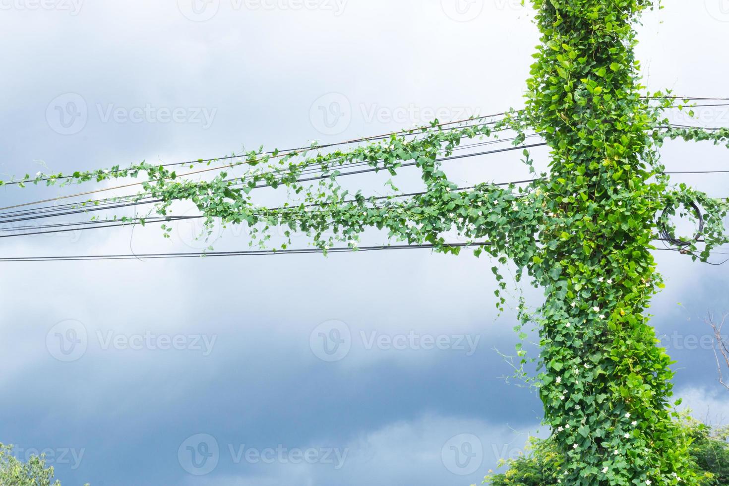 plantas enredaderas verdes cable de comunicación desordenado y poste de línea eléctrica con plantas enredaderas problema de falta de mantenimiento, un cableado cubierto de malas hierbas en Tailandia foto