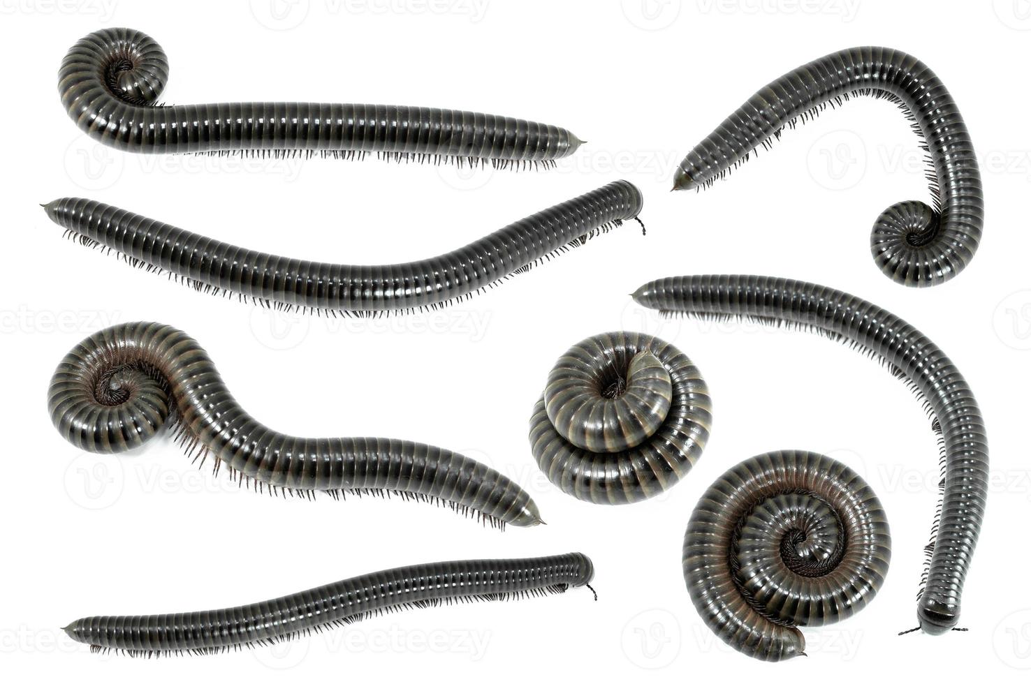 Collection animal millipede on white background photo