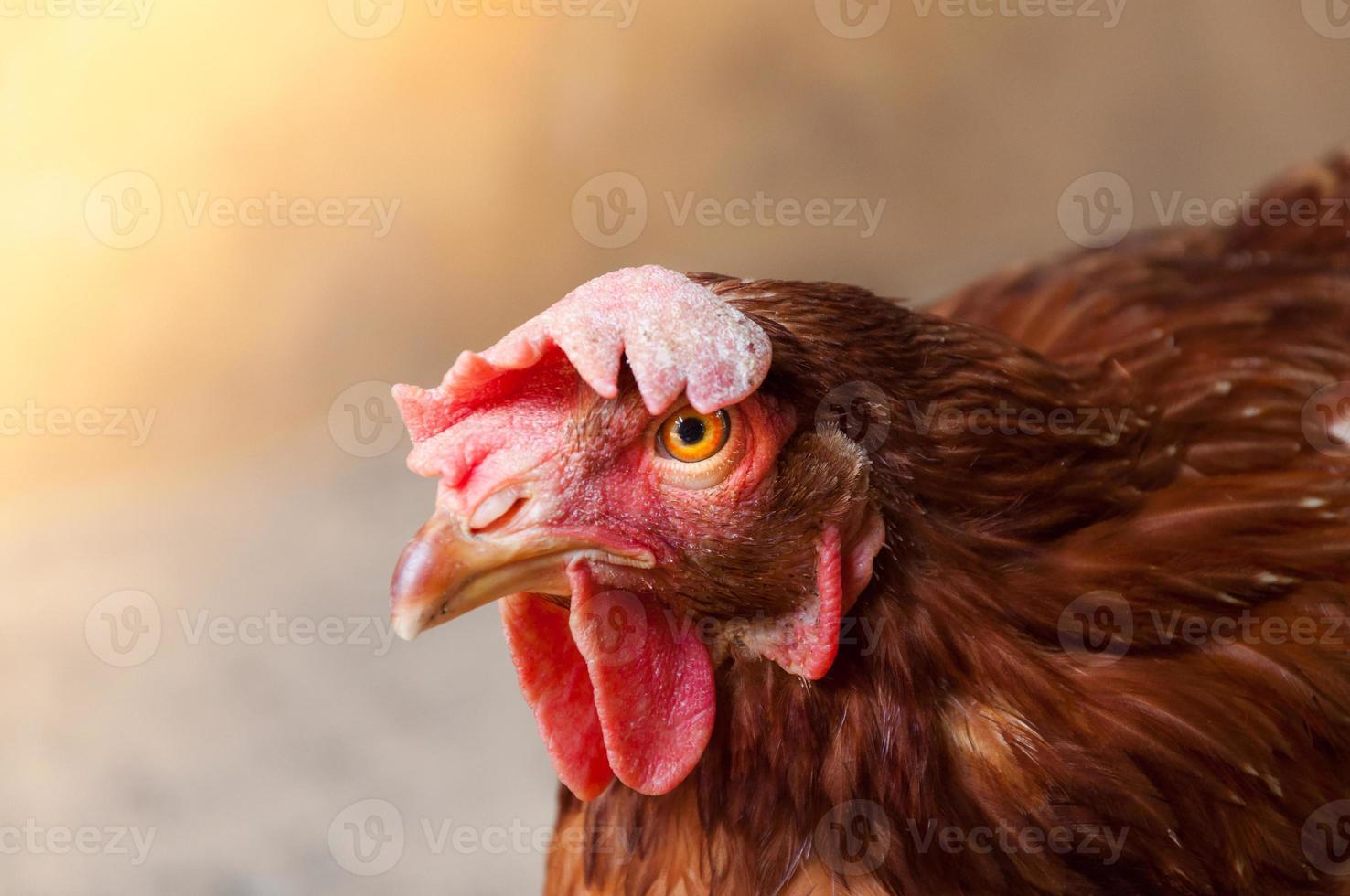 Mother Hen chicken on a farm in nature photo