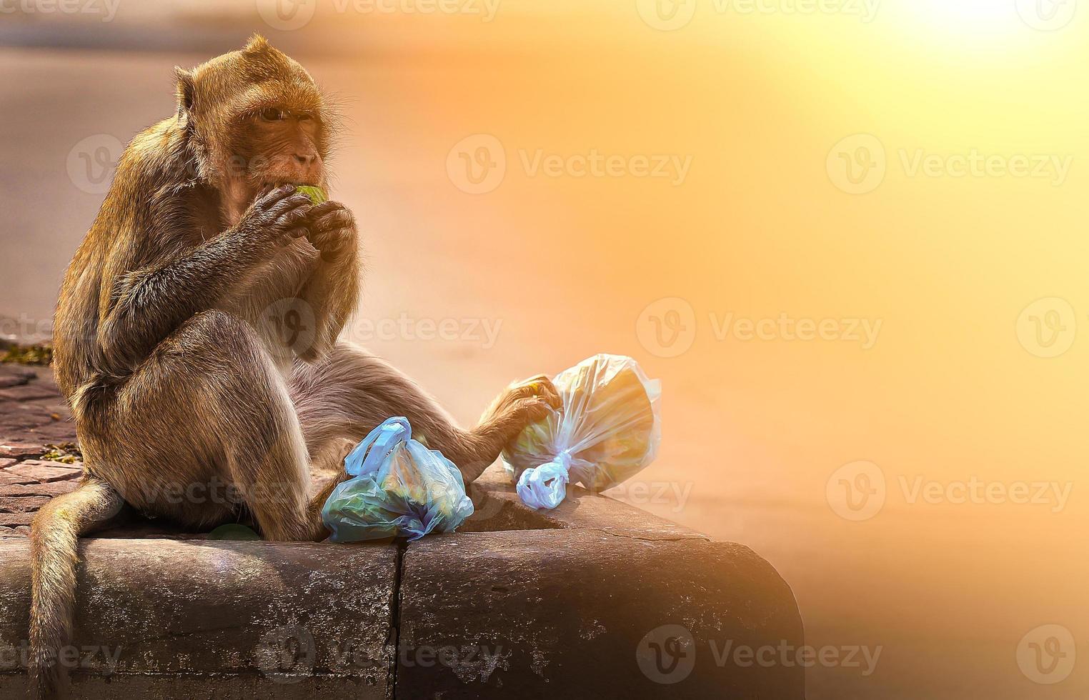 el mono hambriento sostiene una bolsa de plástico comiendo frutas en el camino. interacción humano-animal. concepto de problema de contaminación y medio ambiente. foto